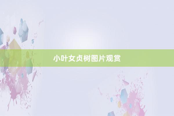 小叶女贞树图片观赏